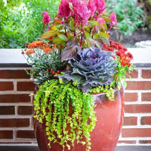 Container planting decoration by Spayd's