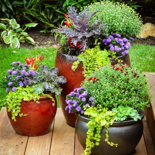 Container planting decoration by Spayd's