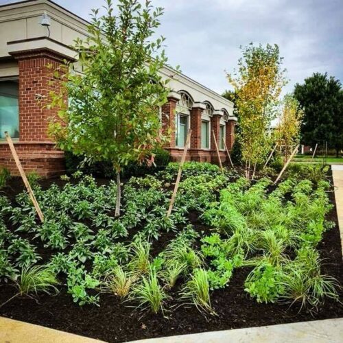 Landscape planting by Spayd's